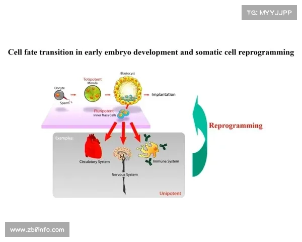 基因编辑助力跳水损伤修复的潜力与伦理争议分析 基因编辑助力跳水损伤修复的潜力与伦理争议分析